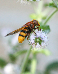 Volucella zonaria