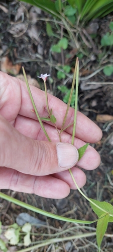Epilobium denticulatum (Epilobium denticulatum)
