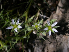 Arenaria pungens
