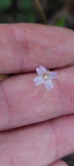 Epilobium denticulatum