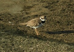 Charadrius dubius curonicus