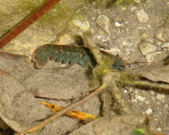 Austropotamobius pallipes