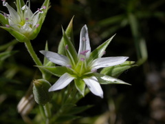 Arenaria pungens