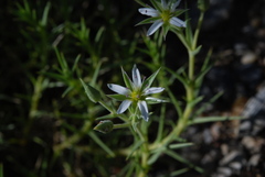 Arenaria pungens