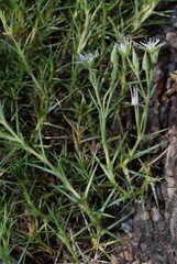 Arenaria pungens