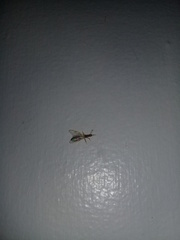 Trichomyrmex destructor