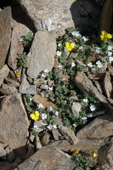 Veronica telephiifolia glareosa