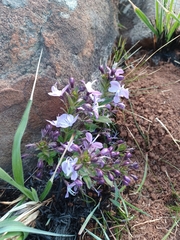 Rotheca hirsuta