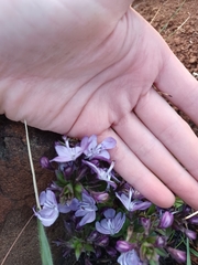 Rotheca hirsuta