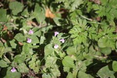 Clinopodium vulgare