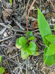 Pyrola minor