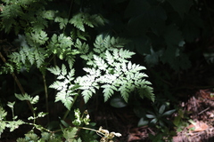 Anthriscus sylvestris