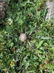 Cirsium rhizocephalum