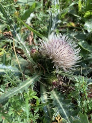 Cirsium rhizocephalum