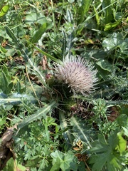 Cirsium rhizocephalum
