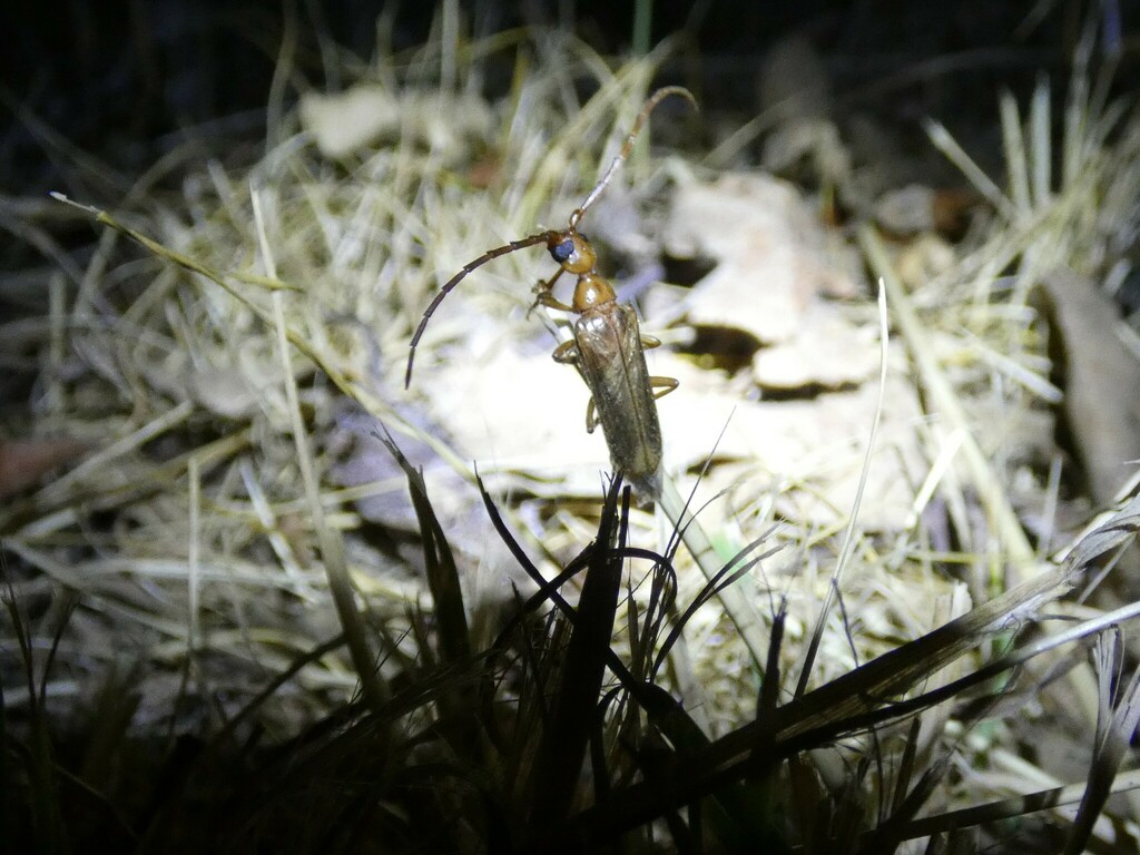 Vesperus joanivivesi