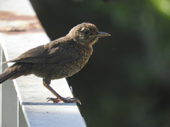 Turdus merula merula