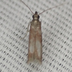 Varneria postremella