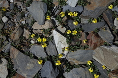 Veronica telephiifolia glareosa