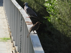 Turdus merula merula
