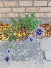 Echinops bannaticus