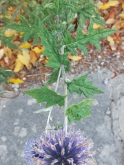 Echinops bannaticus
