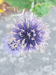 Echinops bannaticus