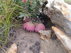 Protea sulphurea