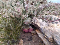 Protea sulphurea