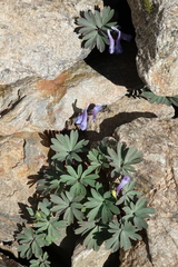 Corydalis alpestris