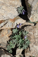 Corydalis alpestris