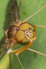 Chrysopilus asiliformis