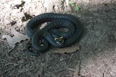 Natrix natrix