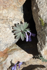 Corydalis alpestris