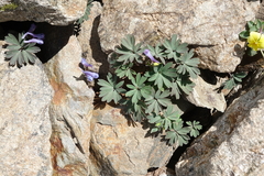 Corydalis alpestris