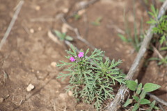 Glandularia chiricahensis