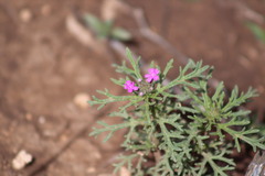 Glandularia chiricahensis