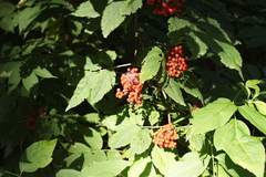 Sambucus racemosa