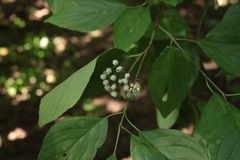 Cornus