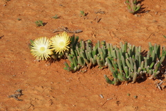 Cephalophyllum framesii