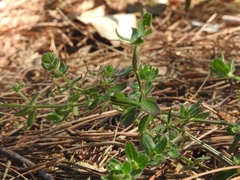 Galium uncinulatum