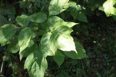 Sambucus racemosa
