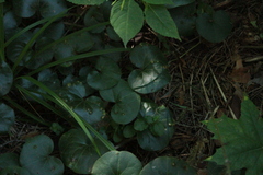 Asarum europaeum