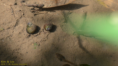 Cipangopaludina chinensis