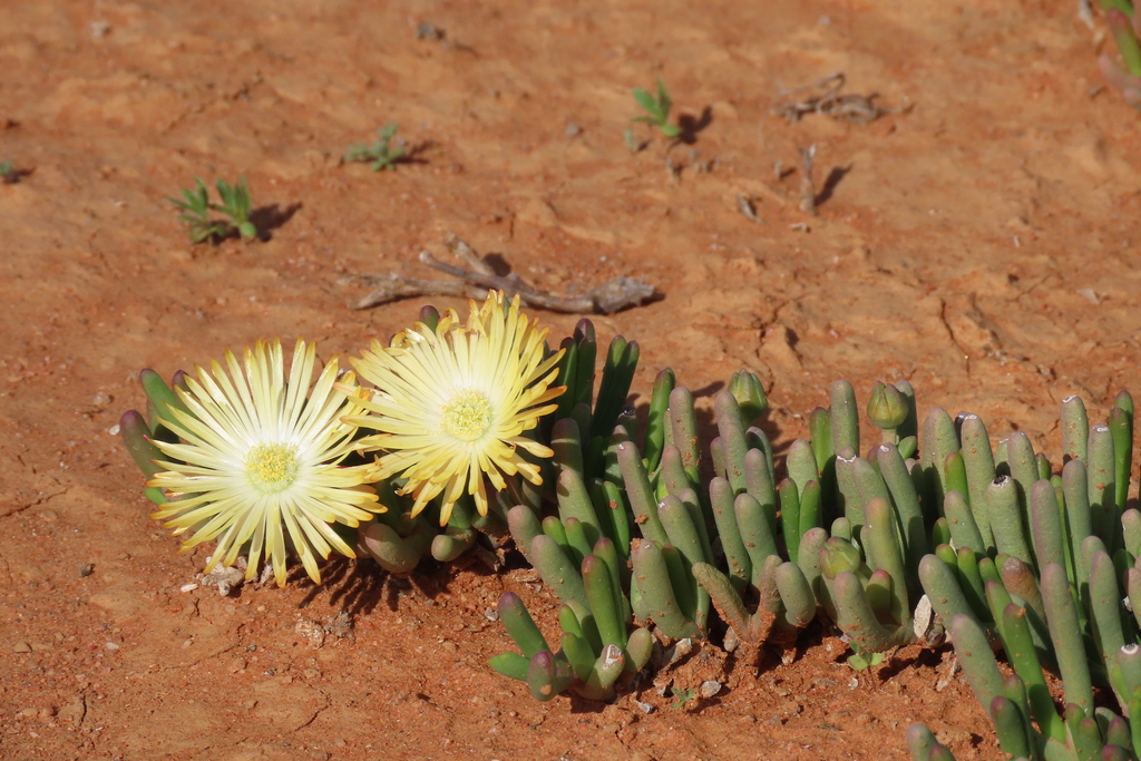 Cephalophyllum framesii