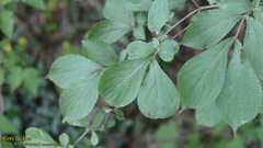 Viburnaceae