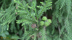 Cryptomeria