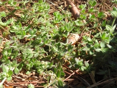 Galium uncinulatum