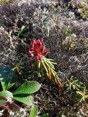 Rhododendron tomentosum