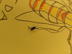 Phytocoris tiliae